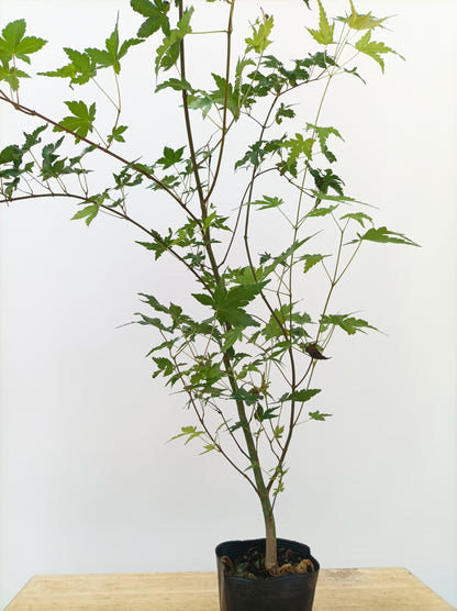 2 yo Japanese Maple seedling