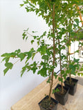 2 yr old Trident Maple (Acer buergerianum) seedling