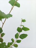 Korean Hornbeam (Carpinus coreana)