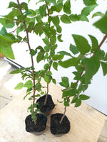 Korean Hornbeam (Carpinus coreana)