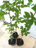 Korean Hornbeam (Carpinus coreana)