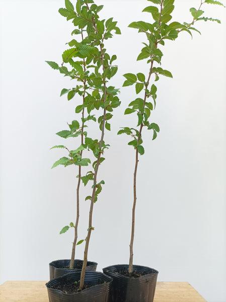 Korean Hornbeam (Carpinus coreana)