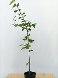 Korean Hornbeam (Carpinus coreana)