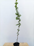 Korean Hornbeam (Carpinus coreana)