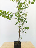 2 yr old Trident Maple (Acer buergerianum) seedling