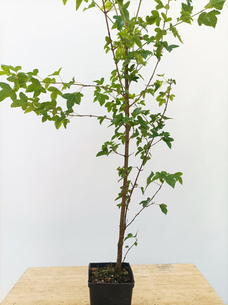 2 yr old Trident Maple (Acer buergerianum) seedling