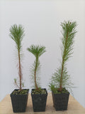 Shore pine seedlings