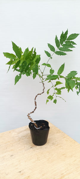 4" Chinese wisteria with movement