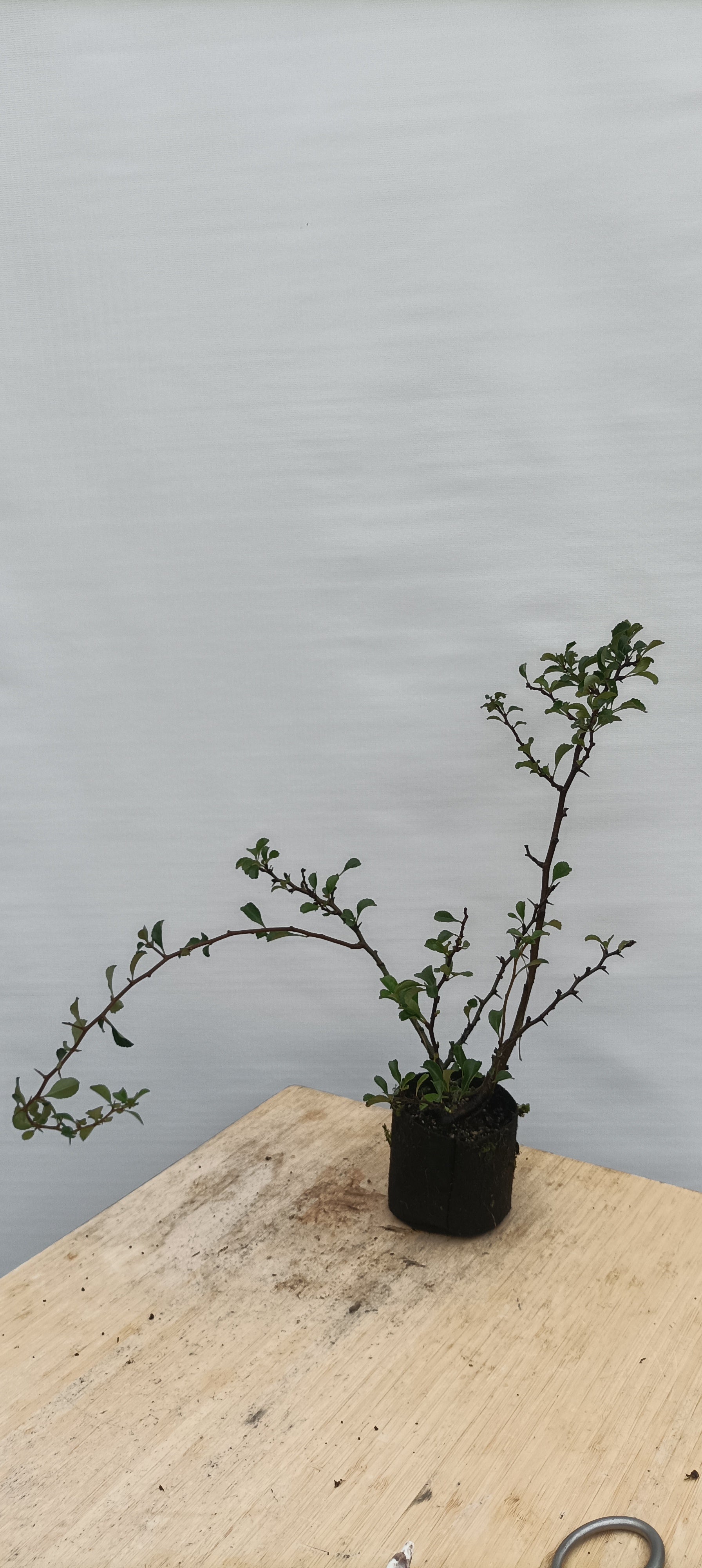 Chojubai-Red flower- 4 yr – Left Coast Bonsai