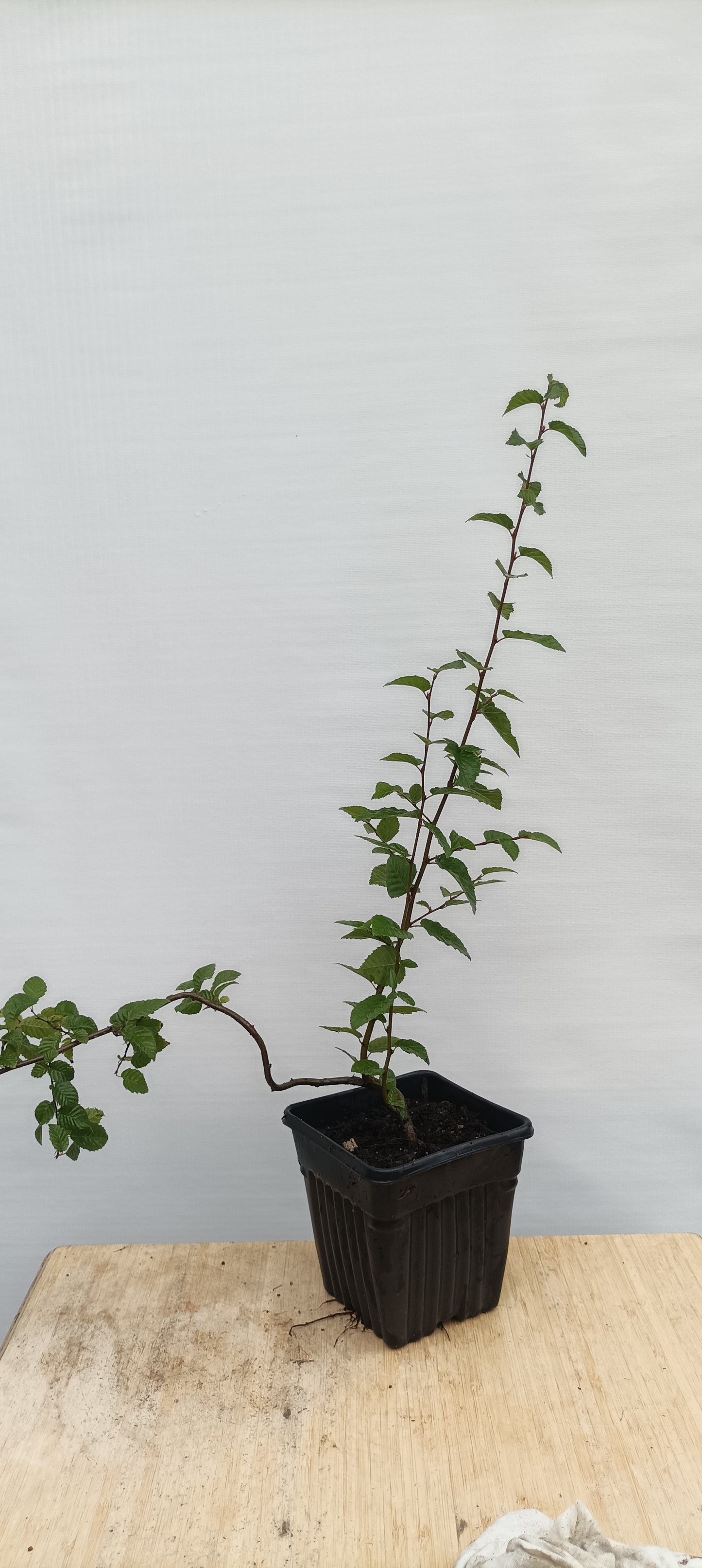 Korean Hornbeam with movement