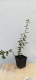 Korean Hornbeam with movement