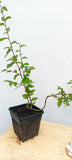 Korean Hornbeam with movement