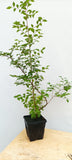 Japanese Styrax seedling with movement