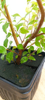 Japanese Styrax seedling with movement