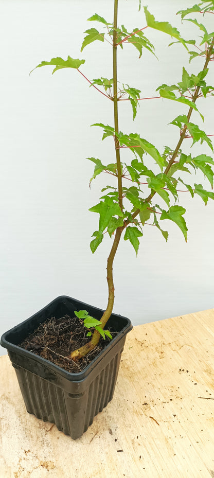 Trident Maple with movement