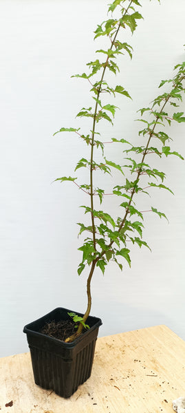 Trident Maple with movement