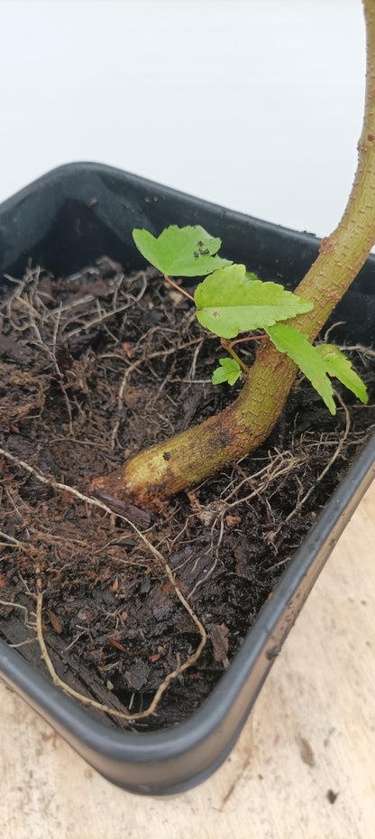 Trident Maple with movement