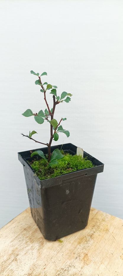 Chojubai-Red flower 2 year old