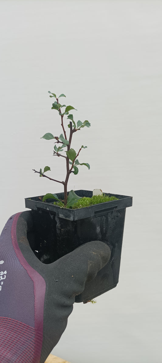 Chojubai-Red flower 2 year old