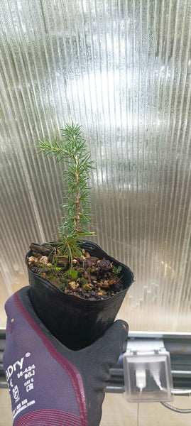 Green Atlas cedar