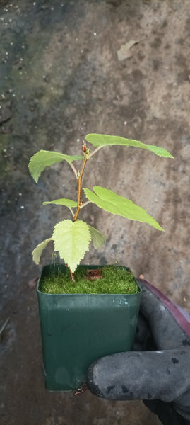 Paperbark birch seedling