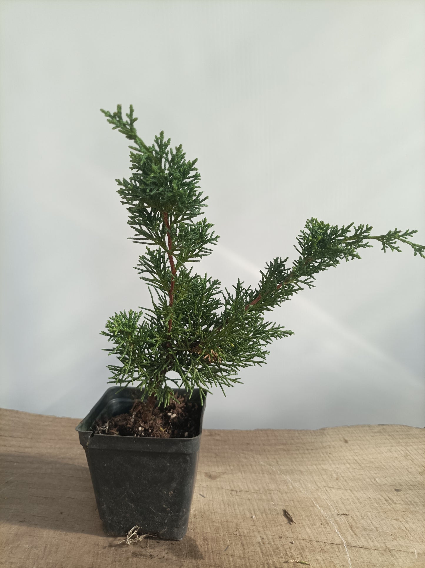 Kishu Juniper whips- 2 years old