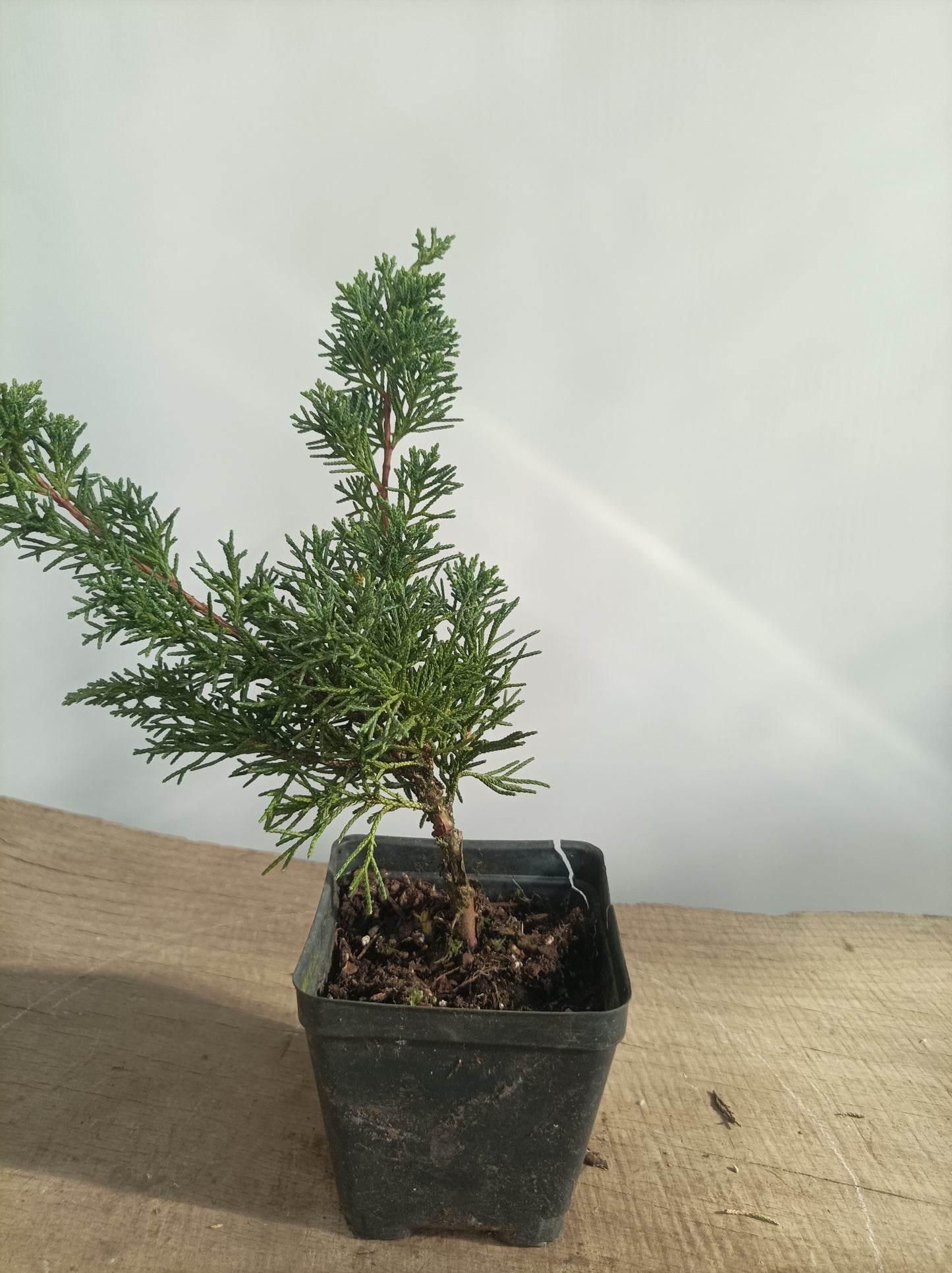 Kishu Juniper whips- 2 years old