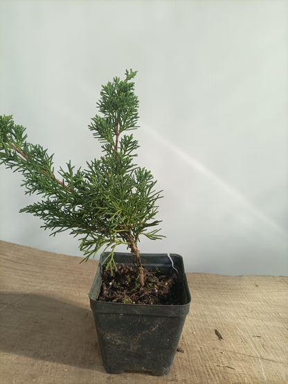 Kishu Juniper whips- 2 years old