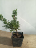 Kishu Juniper whips- 2 years old