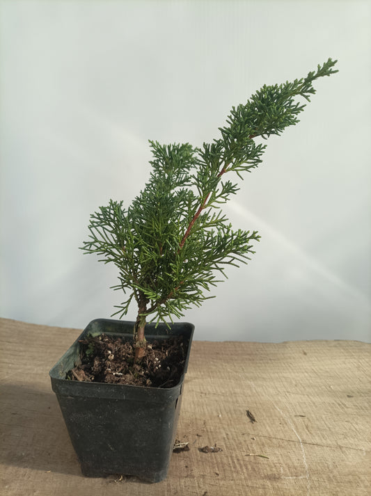 Kishu Juniper whips- 2 years old