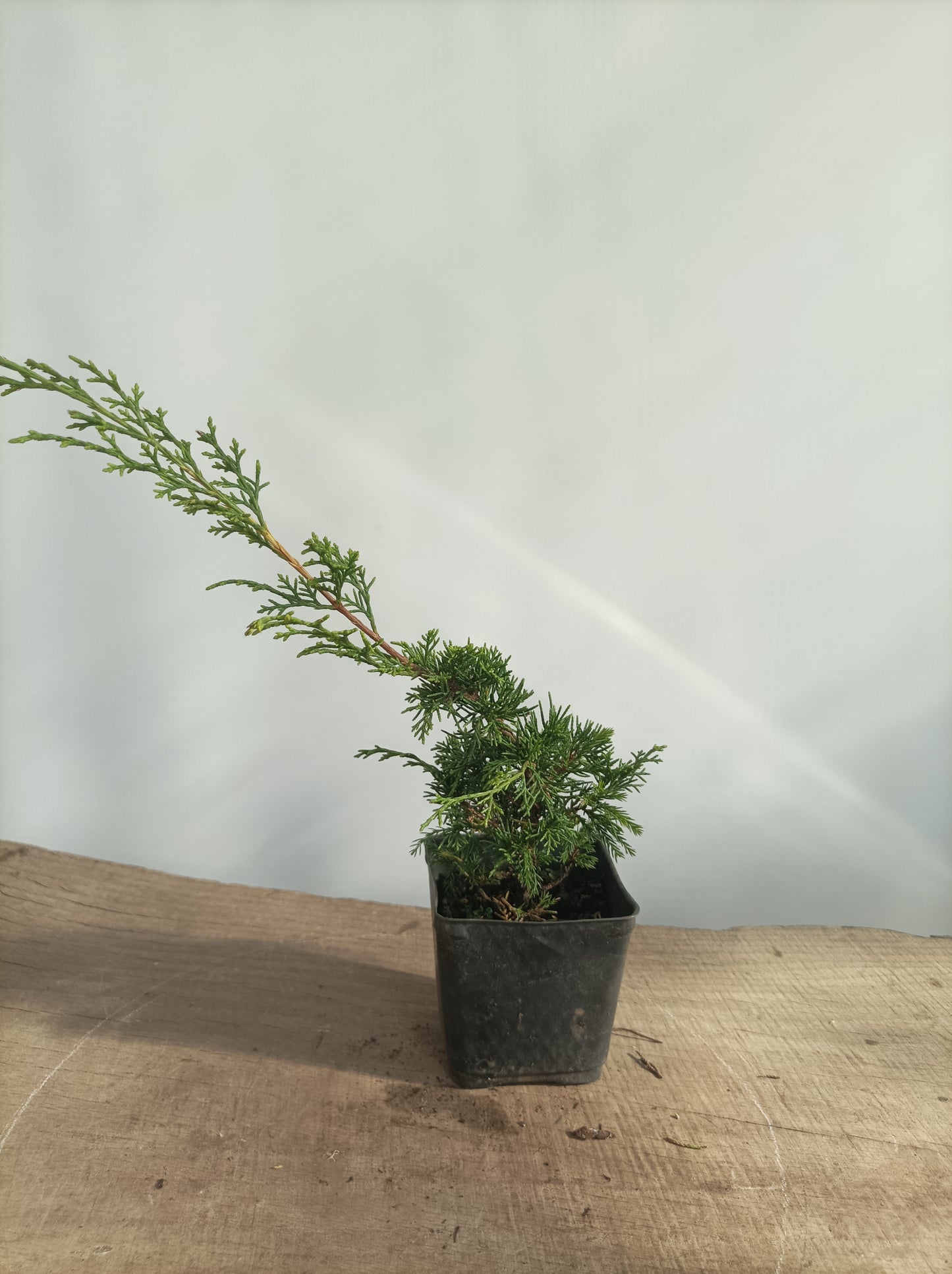 Itoigawa juniper whips- 2 years old