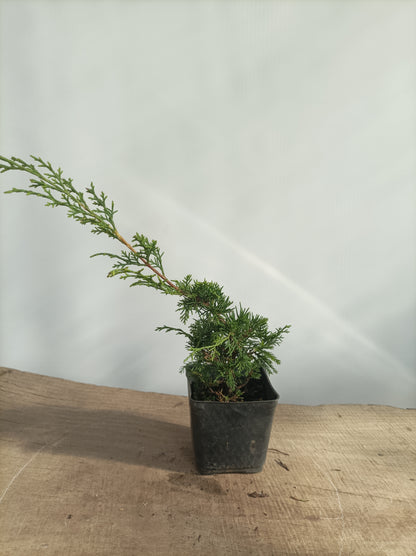 Itoigawa juniper whips- 2 years old