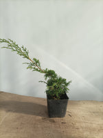 Itoigawa juniper whips- 2 years old