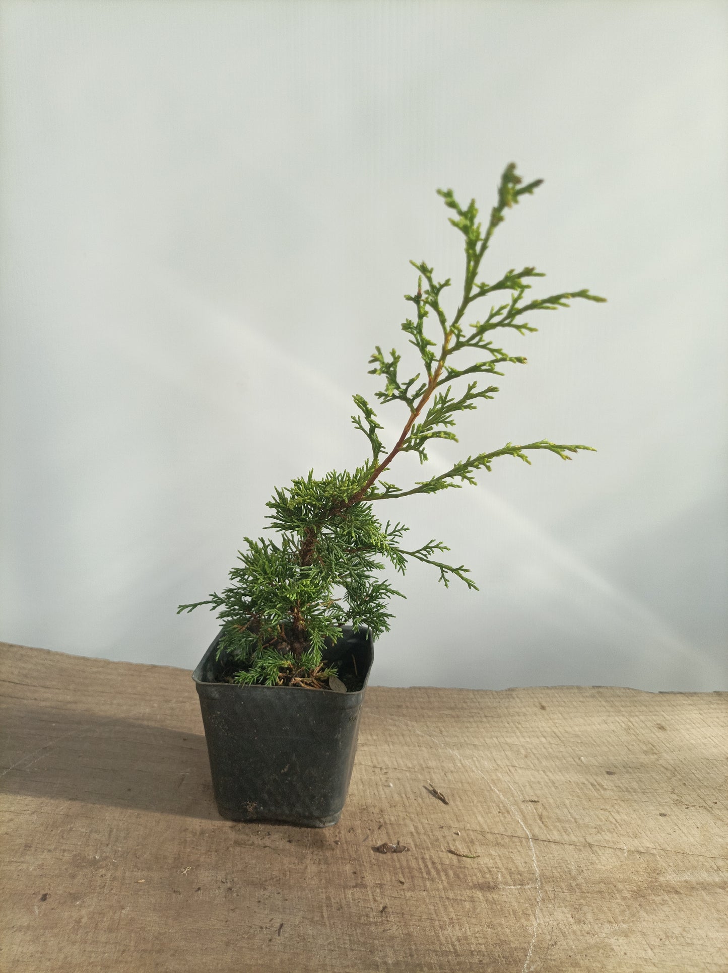 Itoigawa juniper whips- 2 years old