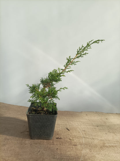 Itoigawa juniper whips- 2 years old