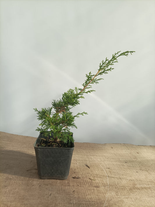 Itoigawa juniper whips- 2 years old