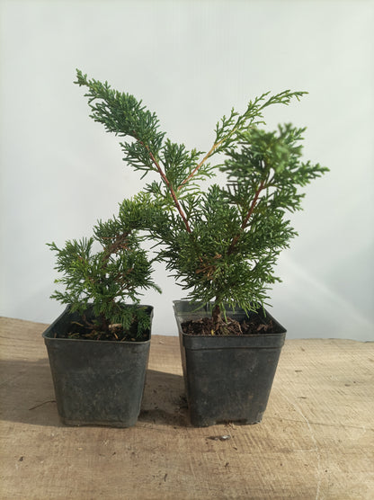 Itoigawa juniper whips- 2 years old
