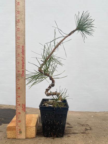 Shore Pine in a 4" pot (PC4-31)