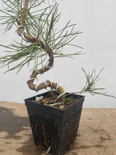 Shore Pine in a 4" pot (PC4-31)
