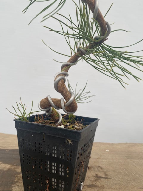 Shore Pine in a 4" pot (PC4-31)