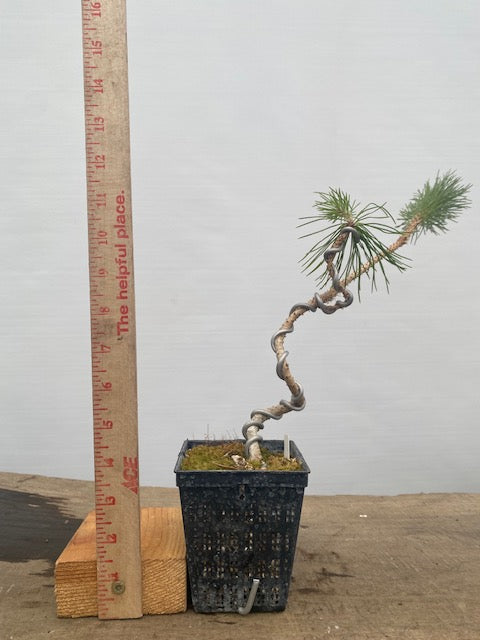 Japanese Black Pine in a 4" pot (PT4-33)