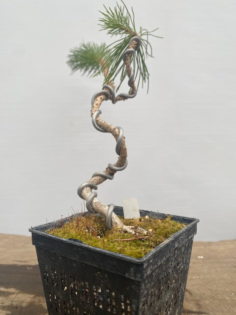 Japanese Black Pine in a 4" pot (PT4-33)