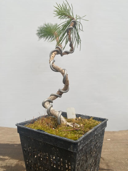 Japanese Black Pine in a 4" pot (PT4-33)