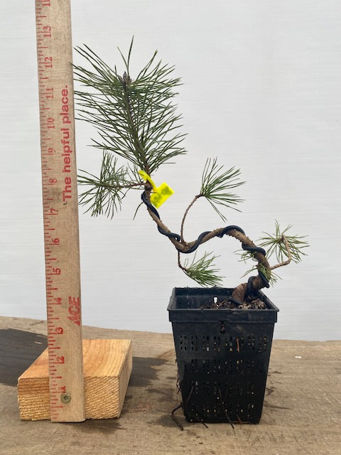 Scots Pine in a 4" pot (PS4-08)