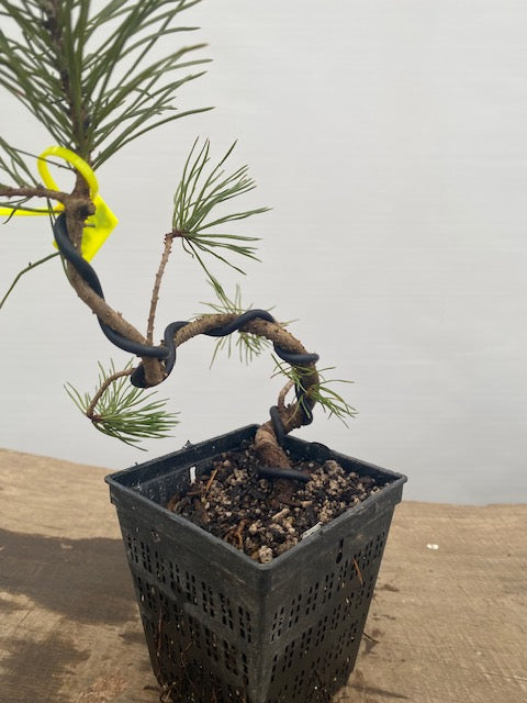 Scots Pine in a 4" pot (PS4-08)