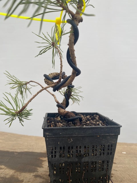 Scots Pine in a 4" pot (PS4-08)