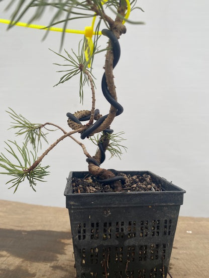 Scots Pine in a 4" pot (PS4-08)