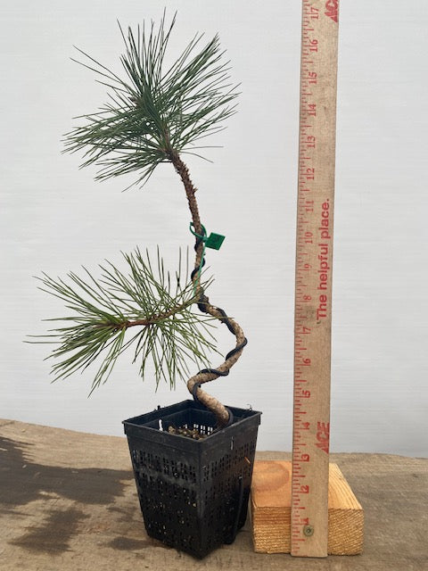 Japanese Black Pine in a 4" pot (PT4-08)