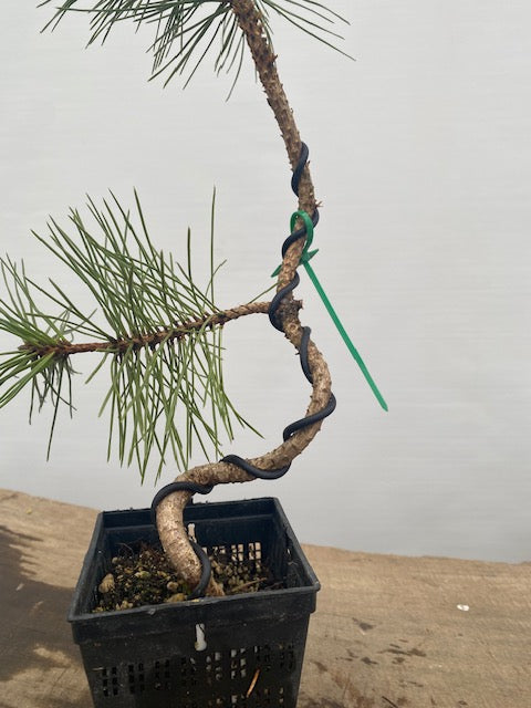 Japanese Black Pine in a 4" pot (PT4-08)