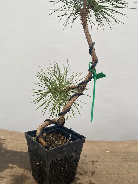 Japanese Black Pine in a 4" pot (PT4-08)